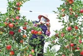 开平橙子网苹果版(开平橙子招聘网最新招聘)